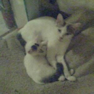 Meet your Posher, Donald